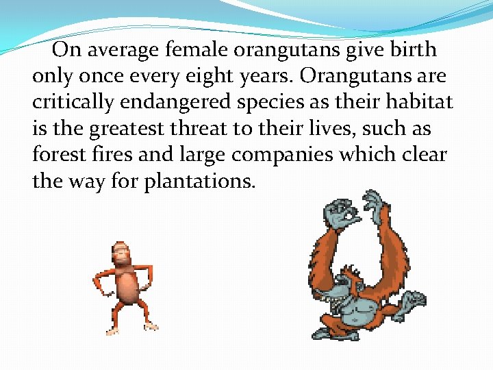 On average female orangutans give birth only once every eight years. Orangutans are critically