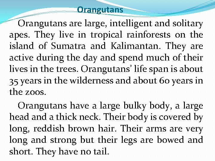 Orangutans are large, intelligent and solitary apes. They live in tropical rainforests on the