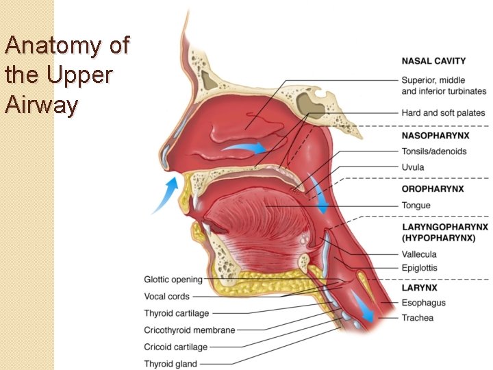 Anatomy of the Upper Airway 