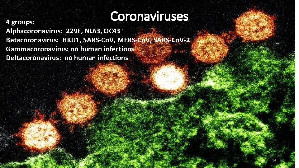 Coronaviruses 4 groups: Alphacoronavirus: 229 E, NL 63, OC 43 Betacoronavirus: HKU 1, SARS-Co.