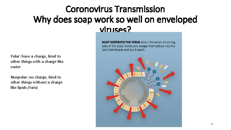 Coronovirus Transmission Why does soap work so well on enveloped viruses? Polar: have a