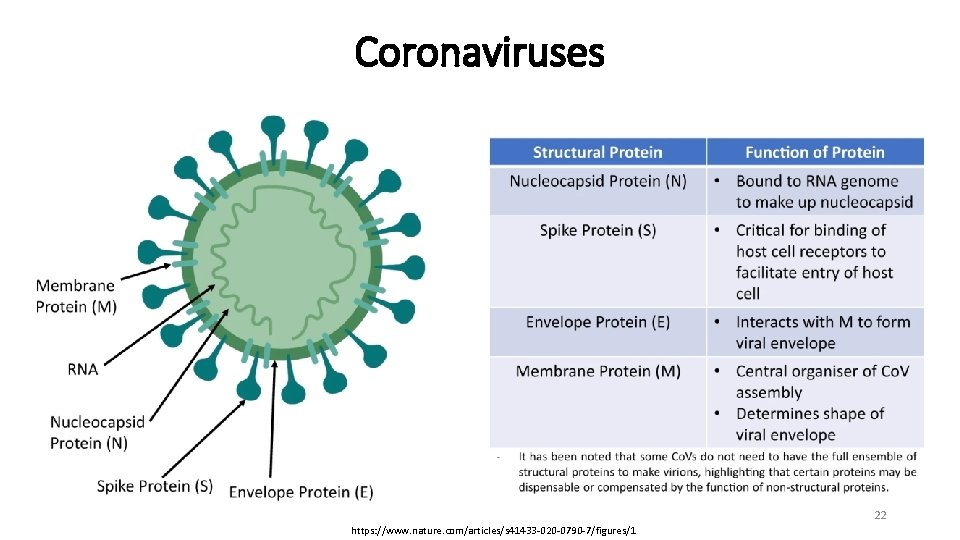 Coronaviruses 22 https: //www. nature. com/articles/s 41433 -020 -0790 -7/figures/1 