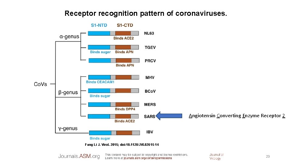 Receptor recognition pattern of coronaviruses. Angiotensin Converting Enzyme Receptor 2 Fang Li J. Virol.