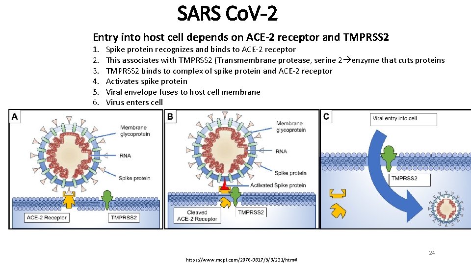 SARS Co. V-2 Entry into host cell depends on ACE-2 receptor and TMPRSS 2