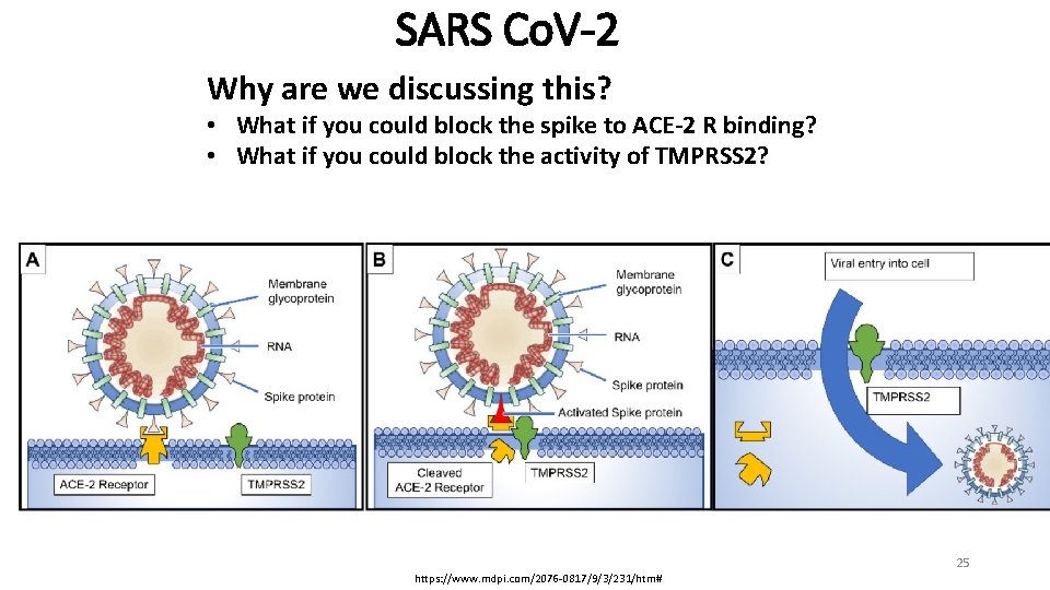 SARS Co. V-2 Why are we discussing this? • What if you could block