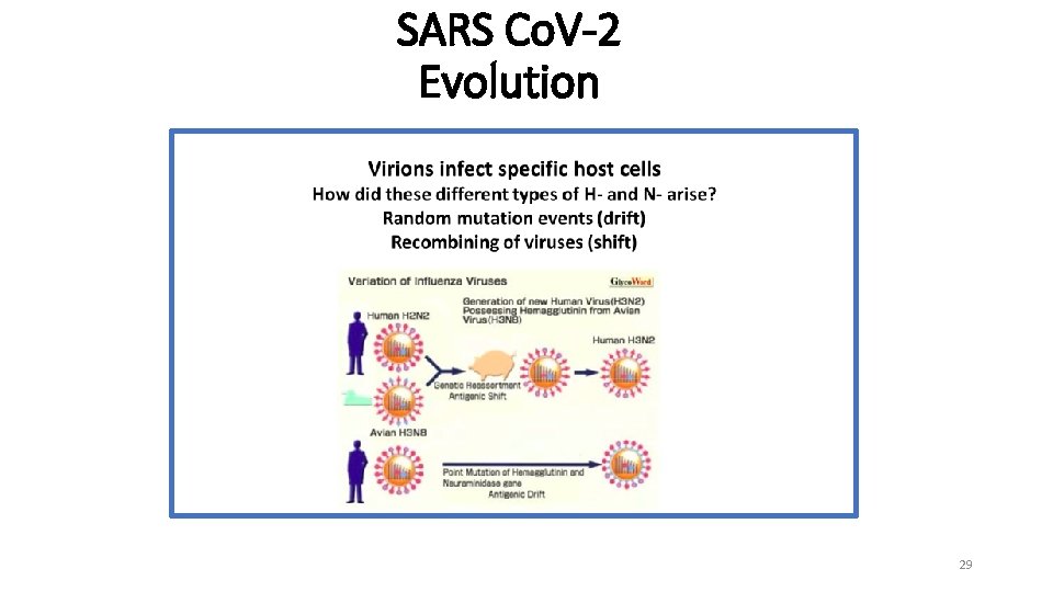 SARS Co. V-2 Evolution 29 