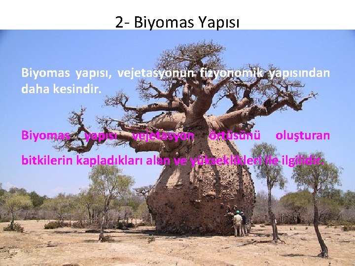 2 - Biyomas Yapısı Biyomas yapısı, vejetasyonun fizyonomik yapısından daha kesindir. Biyomas yapısı vejetasyon