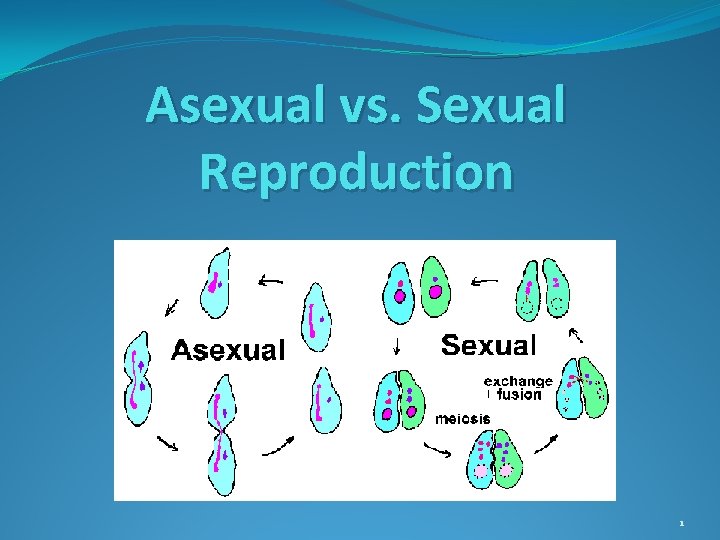 Asexual vs. Sexual Reproduction 1 