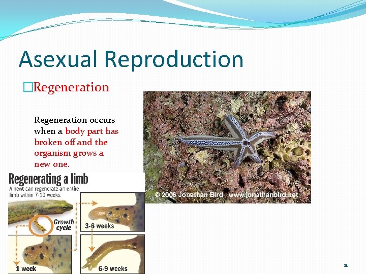 Asexual Reproduction �Regeneration occurs when a body part has broken off and the organism
