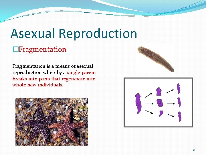 Asexual Reproduction �Fragmentation is a means of asexual reproduction whereby a single parent breaks