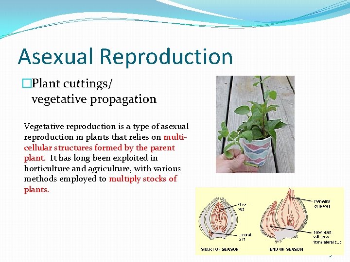 Asexual Reproduction �Plant cuttings/ vegetative propagation Vegetative reproduction is a type of asexual reproduction