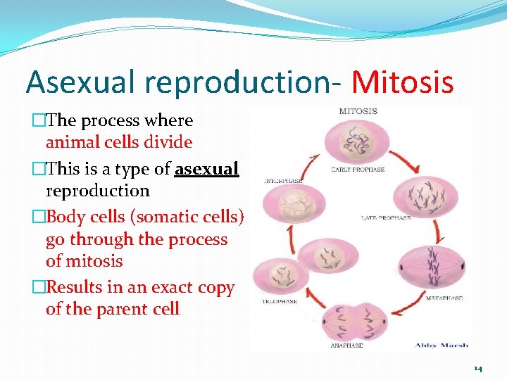Asexual reproduction- Mitosis �The process where animal cells divide �This is a type of