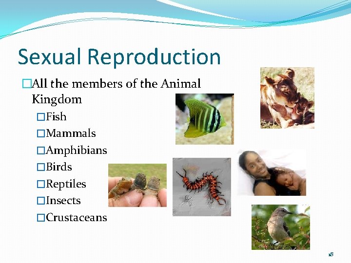 Sexual Reproduction �All the members of the Animal Kingdom �Fish �Mammals �Amphibians �Birds �Reptiles