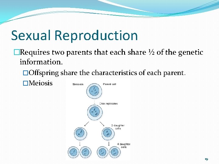 Sexual Reproduction �Requires two parents that each share ½ of the genetic information. �Offspring