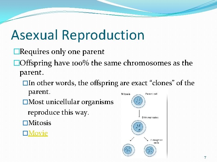 Asexual Reproduction �Requires only one parent �Offspring have 100% the same chromosomes as the