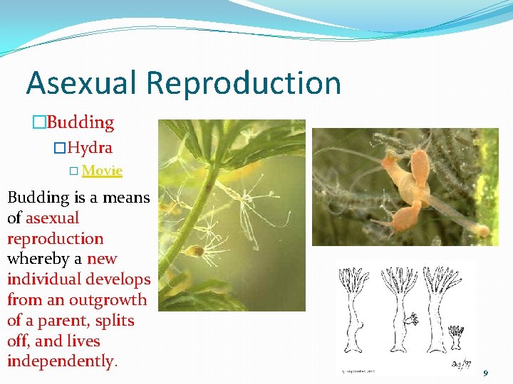 Asexual Reproduction �Budding �Hydra � Movie Budding is a means of asexual reproduction whereby