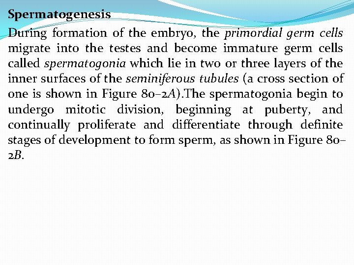 Spermatogenesis During formation of the embryo, the primordial germ cells migrate into the testes