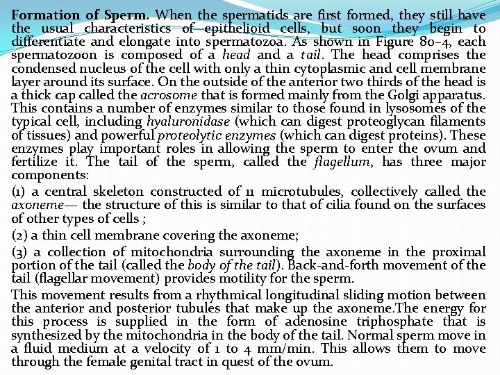 Formation of Sperm. When the spermatids are first formed, they still have the usual