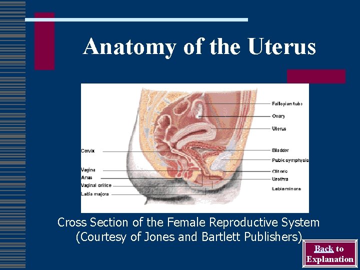 Anatomy of the Uterus Cross Section of the Female Reproductive System (Courtesy of Jones