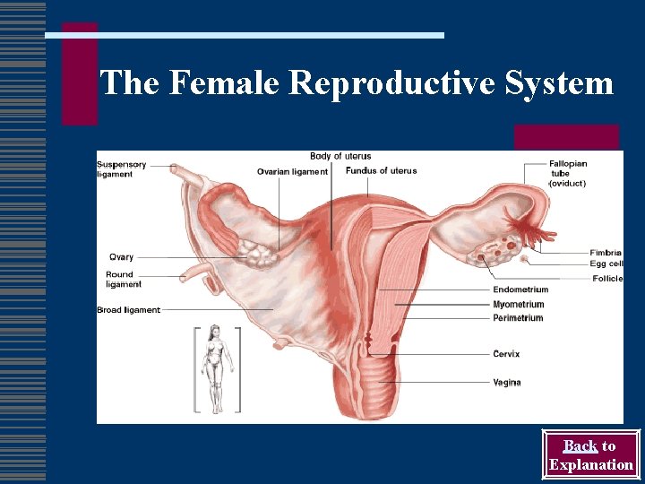The Female Reproductive System Back to Explanation 