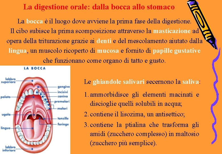 La digestione orale: dalla bocca allo stomaco La bocca è il luogo dove avviene