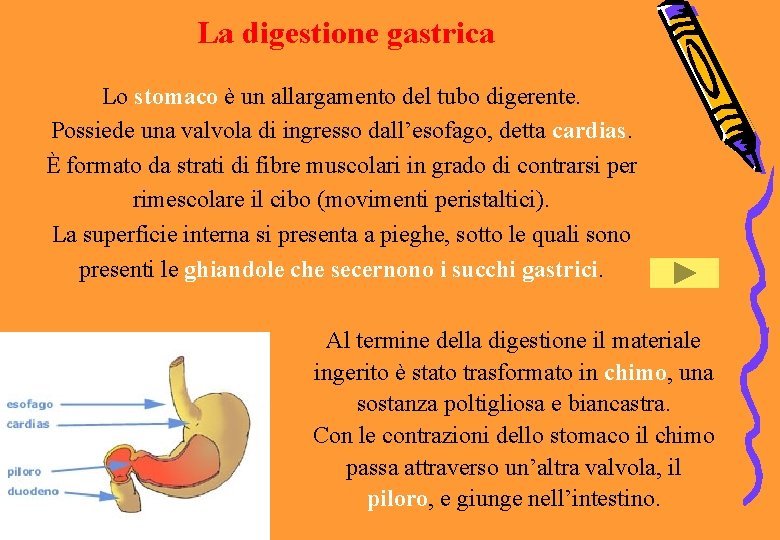 La digestione gastrica Lo stomaco è un allargamento del tubo digerente. Possiede una valvola