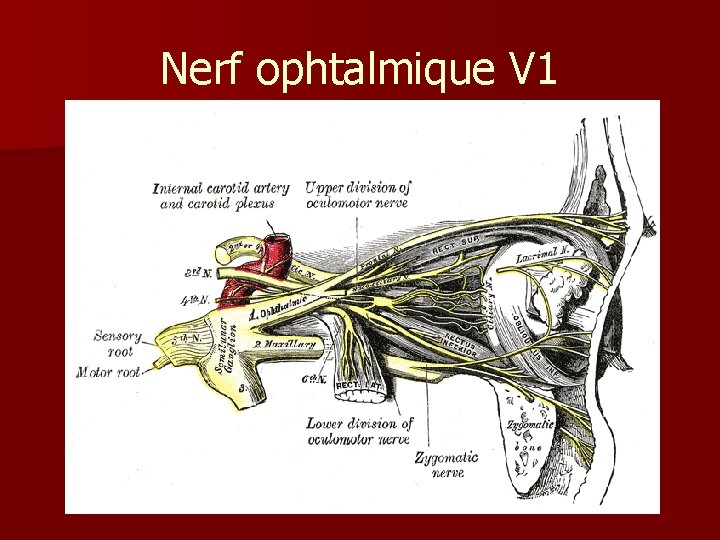 Nerf ophtalmique V 1 