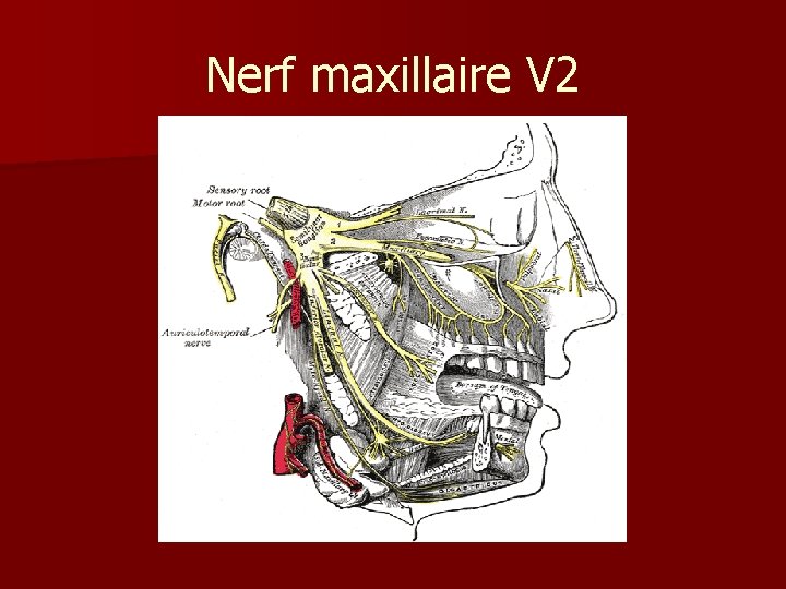 Nerf maxillaire V 2 