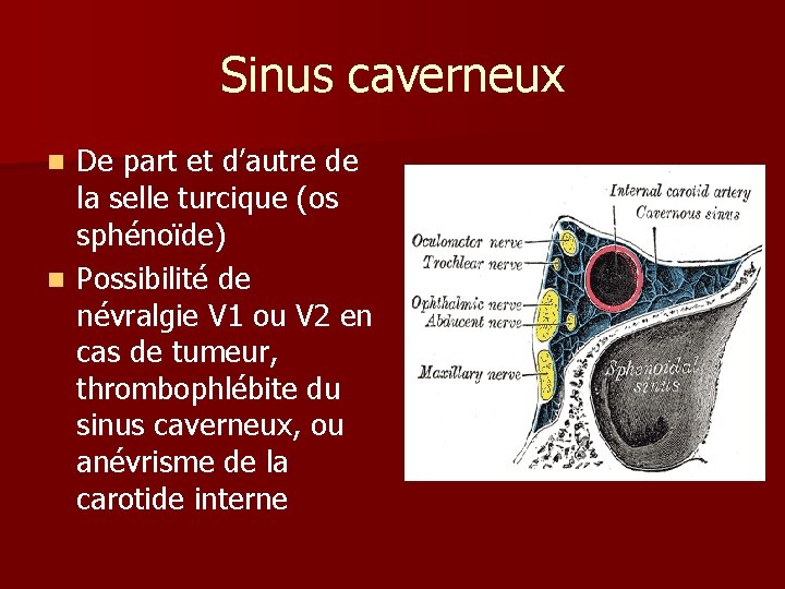 Sinus caverneux De part et d’autre de la selle turcique (os sphénoïde) n Possibilité