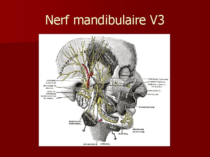 Nerf mandibulaire V 3 