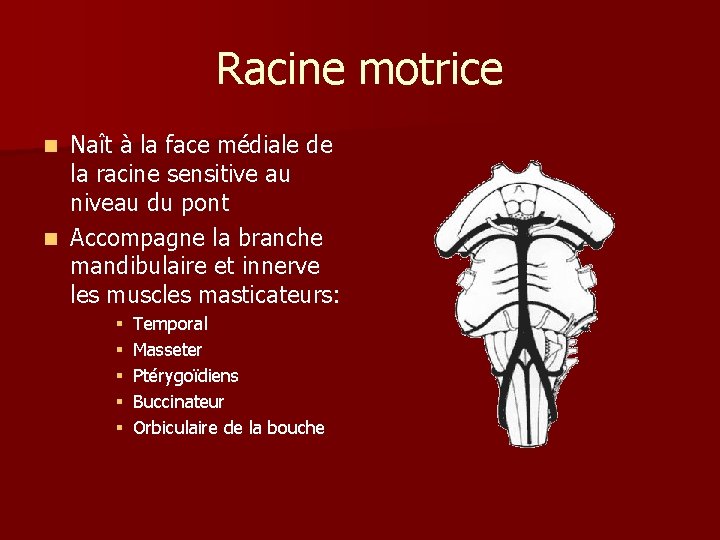 Racine motrice Naît à la face médiale de la racine sensitive au niveau du