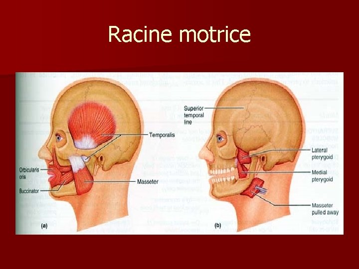 Racine motrice 