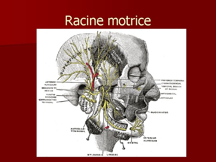 Racine motrice 