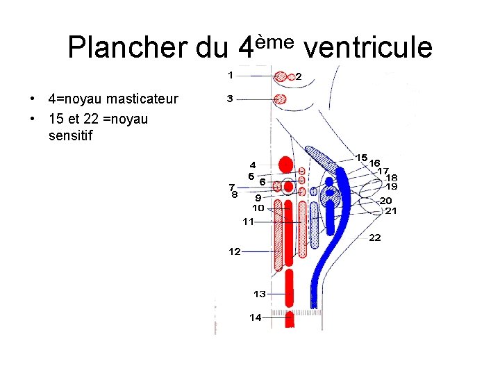 Plancher du 4ème ventricule • 4=noyau masticateur • 15 et 22 =noyau sensitif 