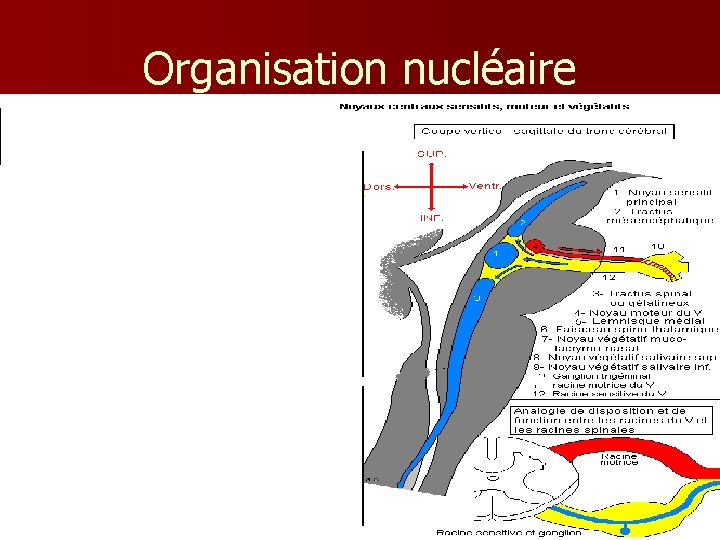 Organisation nucléaire 