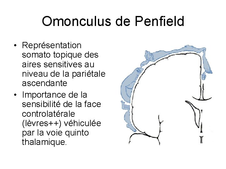 Omonculus de Penfield • Représentation somato topique des aires sensitives au niveau de la