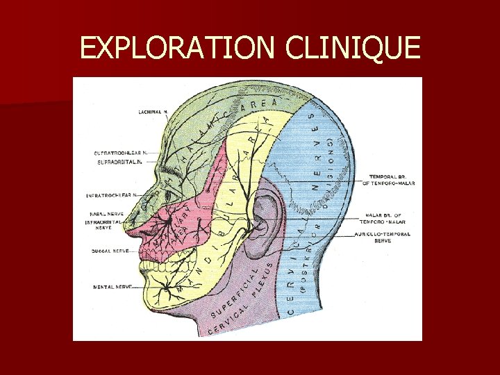 EXPLORATION CLINIQUE 