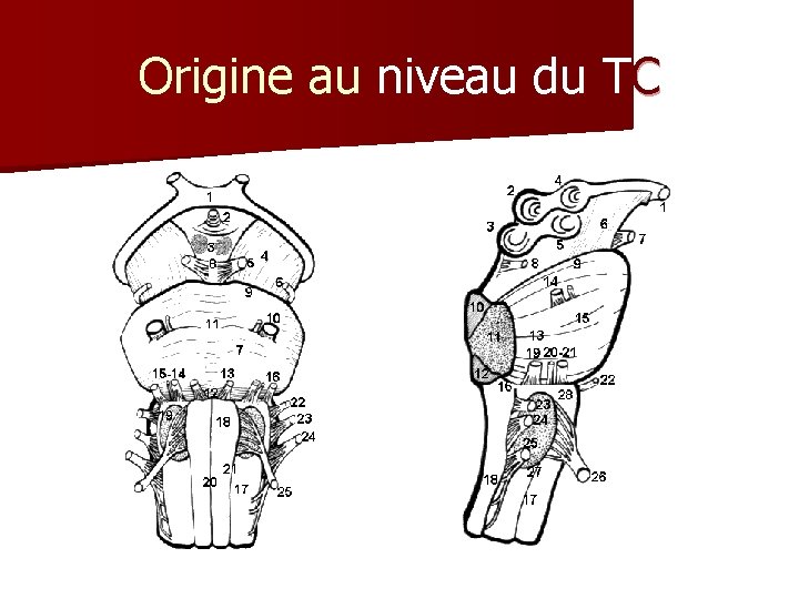 Origine au niveau du TC 