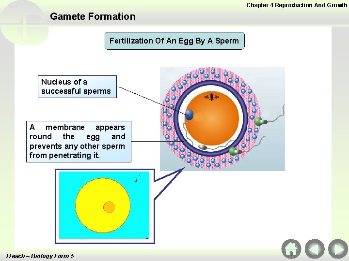 Chapter 4 Reproduction And Growth Gamete Formation Fertilization Of An Egg By A Sperm Chapter 4 Reproduction And Growth Gamete Formation Fertilization Of An Egg By A Sperm