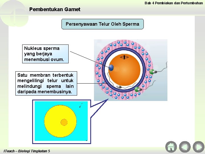 Bab 4 Pembiakan dan Pertumbuhan Pembentukan Gamet Persenyawaan Telur Oleh Sperma Nukleus sperma yang Bab 4 Pembiakan dan Pertumbuhan Pembentukan Gamet Persenyawaan Telur Oleh Sperma Nukleus sperma yang