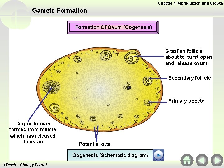 Chapter 4 Reproduction And Growth Gamete Formation Of Ovum (Oogenesis) Graafian follicle about to Chapter 4 Reproduction And Growth Gamete Formation Of Ovum (Oogenesis) Graafian follicle about to