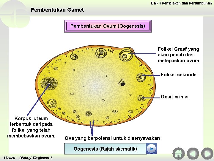Bab 4 Pembiakan dan Pertumbuhan Pembentukan Gamet Pembentukan Ovum (Oogenesis) Folikel Graaf yang akan Bab 4 Pembiakan dan Pertumbuhan Pembentukan Gamet Pembentukan Ovum (Oogenesis) Folikel Graaf yang akan