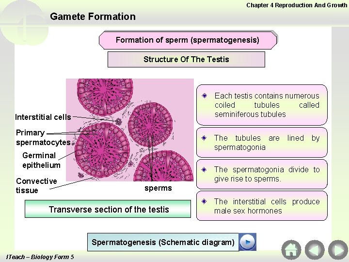 Chapter 4 Reproduction And Growth Gamete Formation of sperm (spermatogenesis) Structure Of The Testis Chapter 4 Reproduction And Growth Gamete Formation of sperm (spermatogenesis) Structure Of The Testis