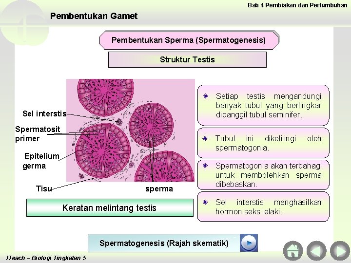 Bab 4 Pembiakan dan Pertumbuhan Pembentukan Gamet Pembentukan Sperma (Spermatogenesis) Struktur Testis Setiap testis Bab 4 Pembiakan dan Pertumbuhan Pembentukan Gamet Pembentukan Sperma (Spermatogenesis) Struktur Testis Setiap testis