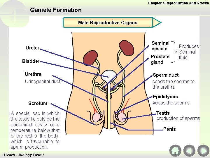 Chapter 4 Reproduction And Growth Gamete Formation Male Reproductive Organs Ureter Seminal vesicle Bladder Chapter 4 Reproduction And Growth Gamete Formation Male Reproductive Organs Ureter Seminal vesicle Bladder
