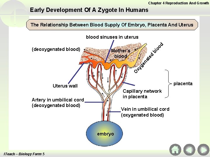 Chapter 4 Reproduction And Growth Early Development Of A Zygote In Humans The Relationship Chapter 4 Reproduction And Growth Early Development Of A Zygote In Humans The Relationship