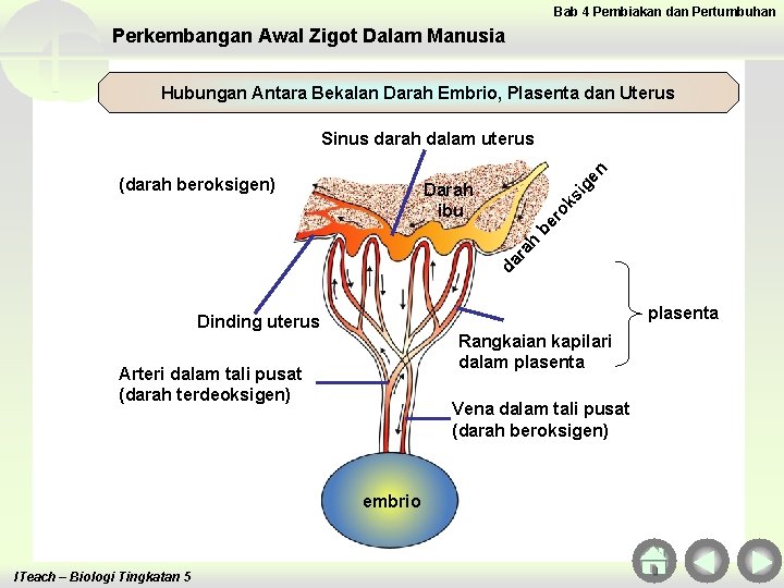 Bab 4 Pembiakan dan Pertumbuhan Perkembangan Awal Zigot Dalam Manusia Hubungan Antara Bekalan Darah Bab 4 Pembiakan dan Pertumbuhan Perkembangan Awal Zigot Dalam Manusia Hubungan Antara Bekalan Darah