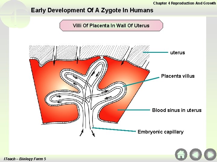 Chapter 4 Reproduction And Growth Early Development Of A Zygote In Humans Villi Of Chapter 4 Reproduction And Growth Early Development Of A Zygote In Humans Villi Of