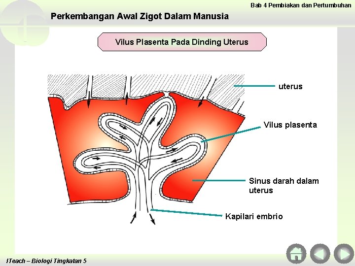 Bab 4 Pembiakan dan Pertumbuhan Perkembangan Awal Zigot Dalam Manusia Vilus Plasenta Pada Dinding Bab 4 Pembiakan dan Pertumbuhan Perkembangan Awal Zigot Dalam Manusia Vilus Plasenta Pada Dinding