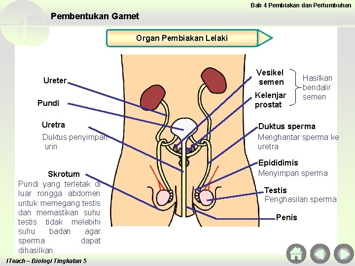 Bab 4 Pembiakan dan Pertumbuhan Pembentukan Gamet Organ Pembiakan Lelaki Ureter Pundi Uretra Duktus Bab 4 Pembiakan dan Pertumbuhan Pembentukan Gamet Organ Pembiakan Lelaki Ureter Pundi Uretra Duktus